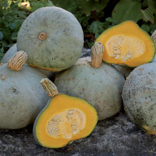 SQUASH 'Silver Bell'