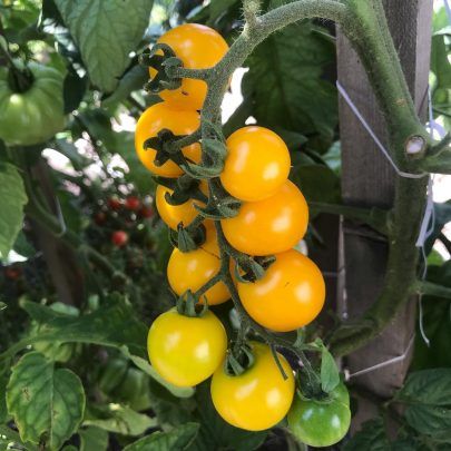 TOMATO 'Hartman's Yellow Gooseberry'