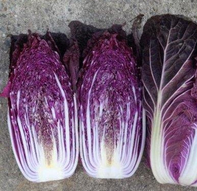CABBAGE 'RCC9 Red Napa'