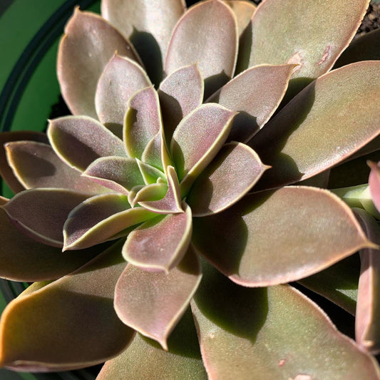 Echeveria 'Jim's' --Red Echeveria--
