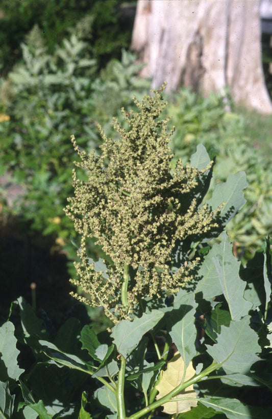 GOOSEFOOT 'Santa Clara'