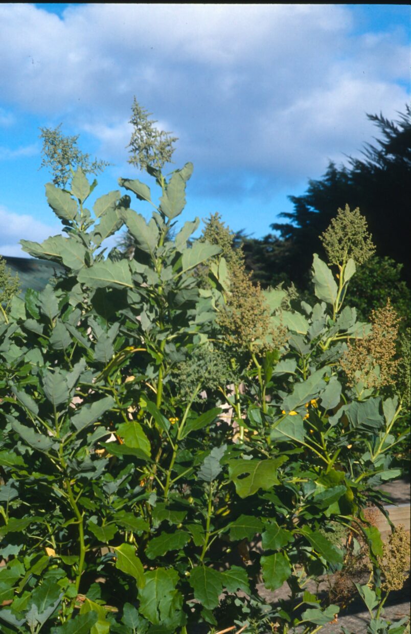 GOOSEFOOT 'Santa Clara'