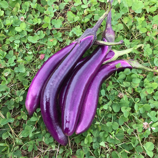EGGPLANT 'Pingtung Long'