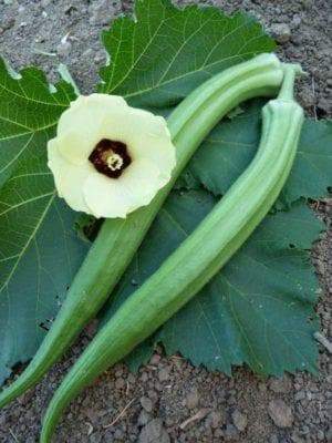 OKRA 'Cow's Horn'
