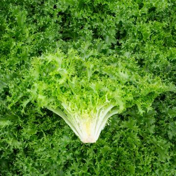 ENDIVE 'Curlesi'