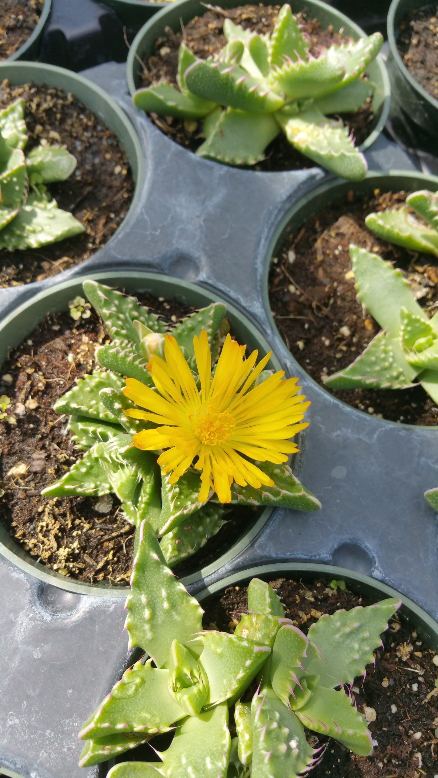 Faucaria felina 'Tuberculosa' --Tiger Jaws--