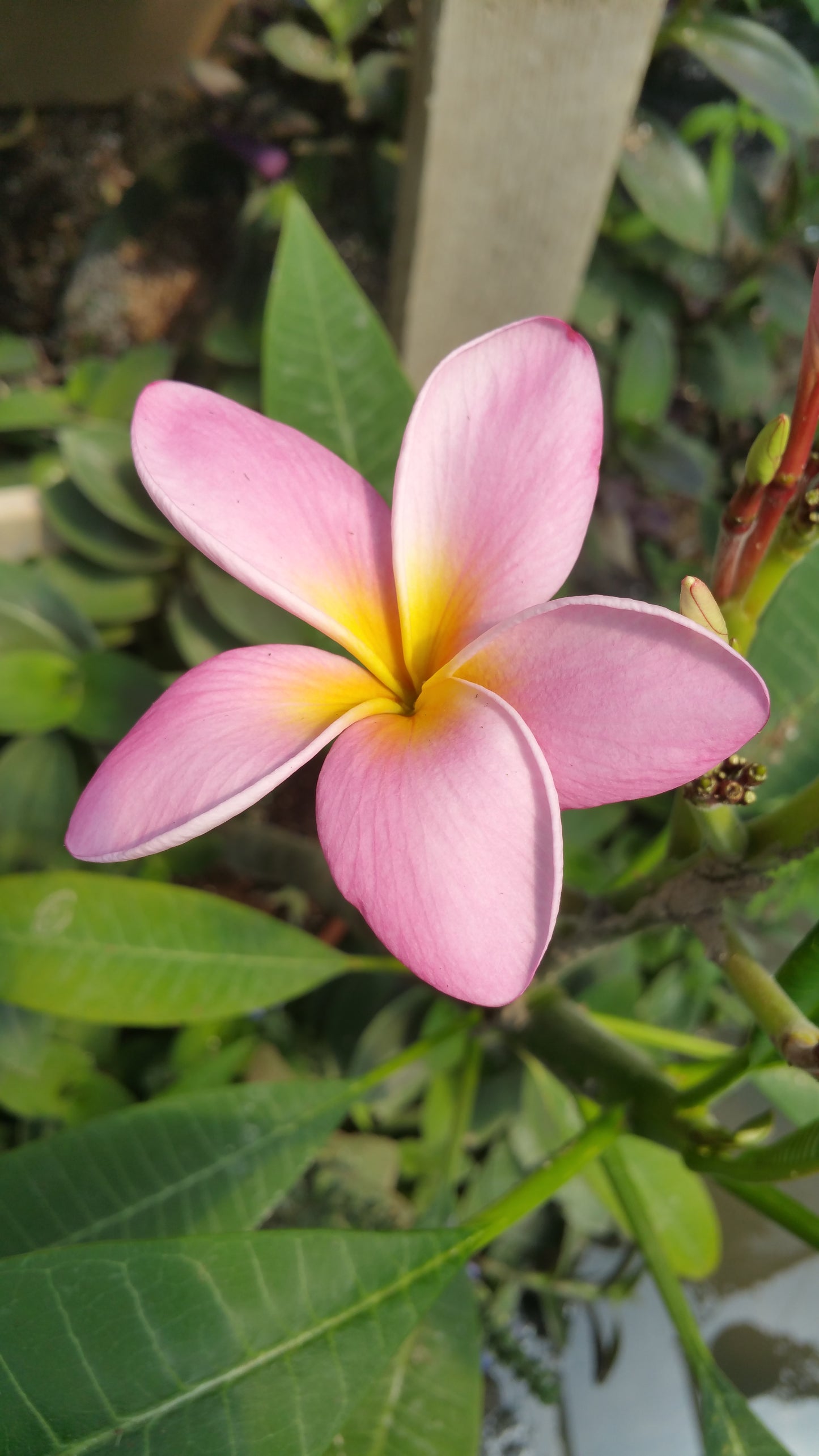 Plumeria x. --Pink Yellow Plumeria--