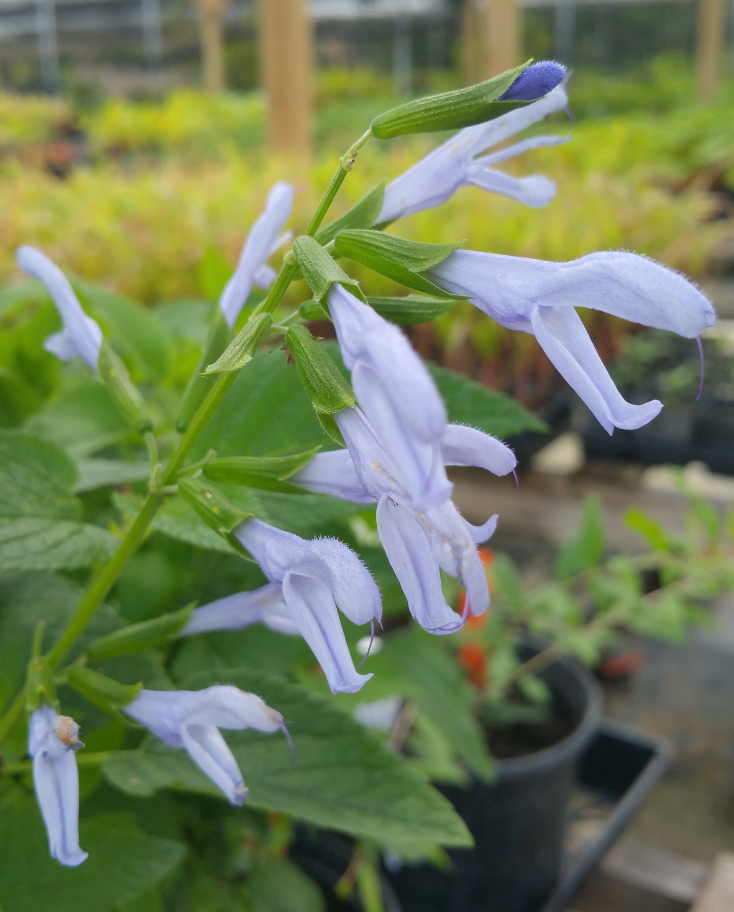 Salvia guaranitica --Argentine Skies Sage--