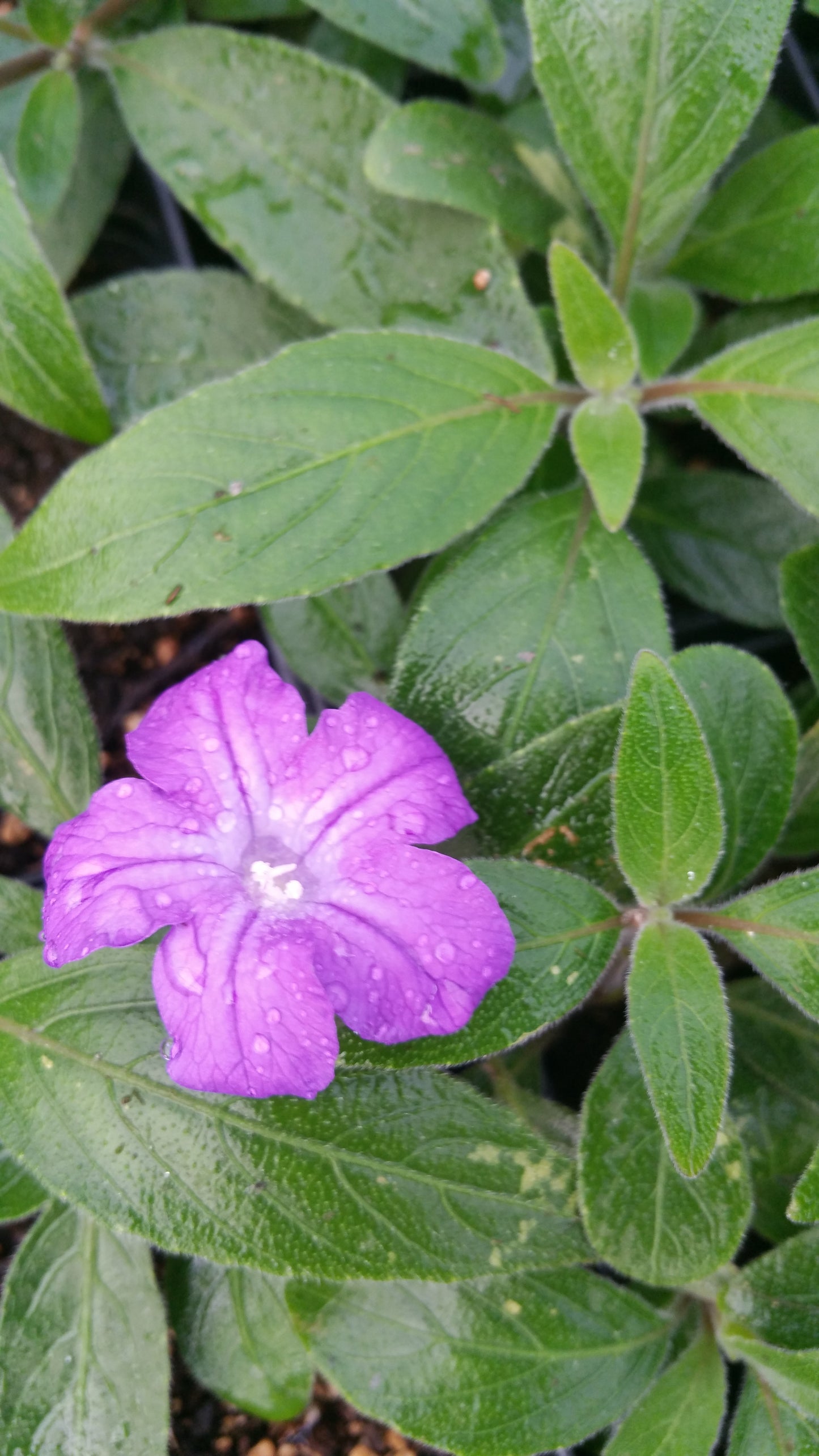 Ruellia squarrosa --Blue Shade Ruellia--