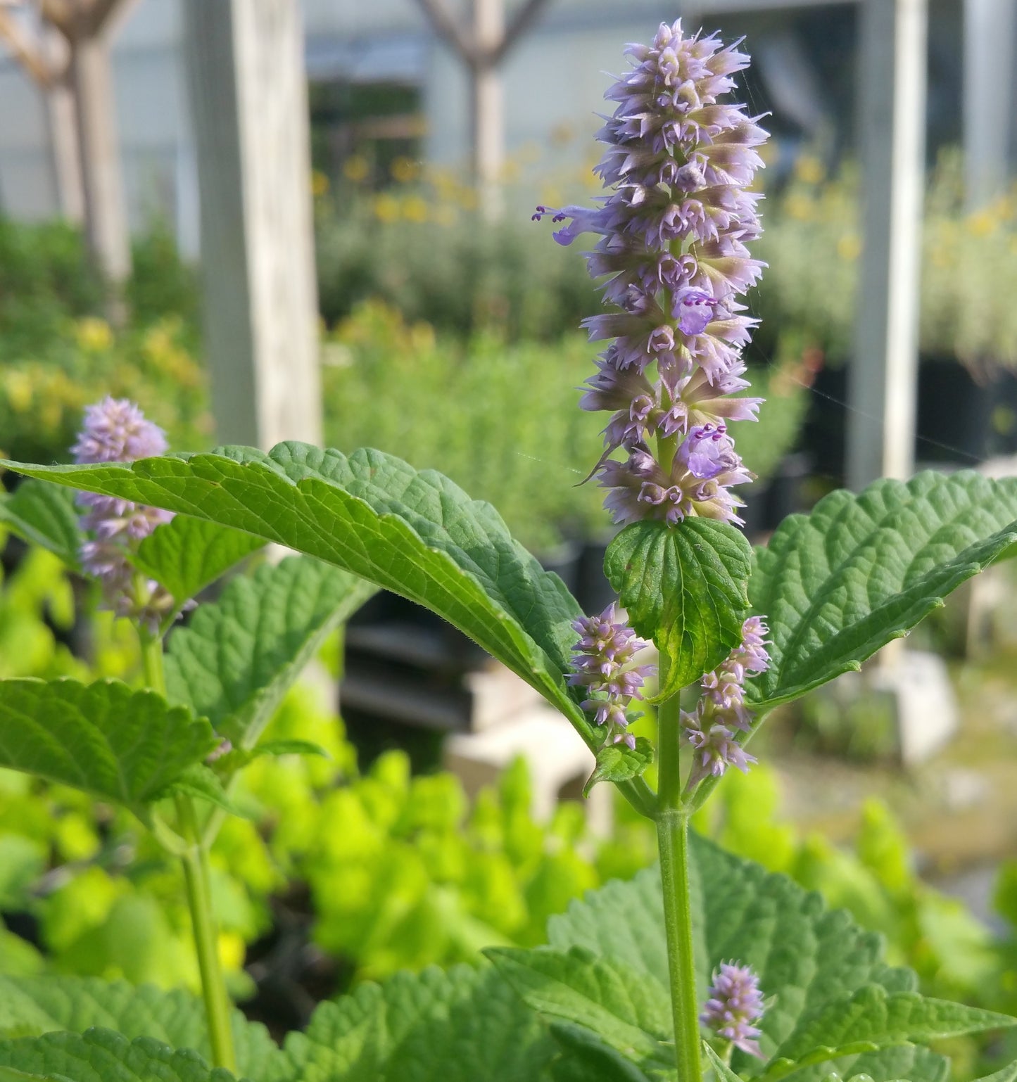Agastache foeniculum --Blue Giant Hyssop--