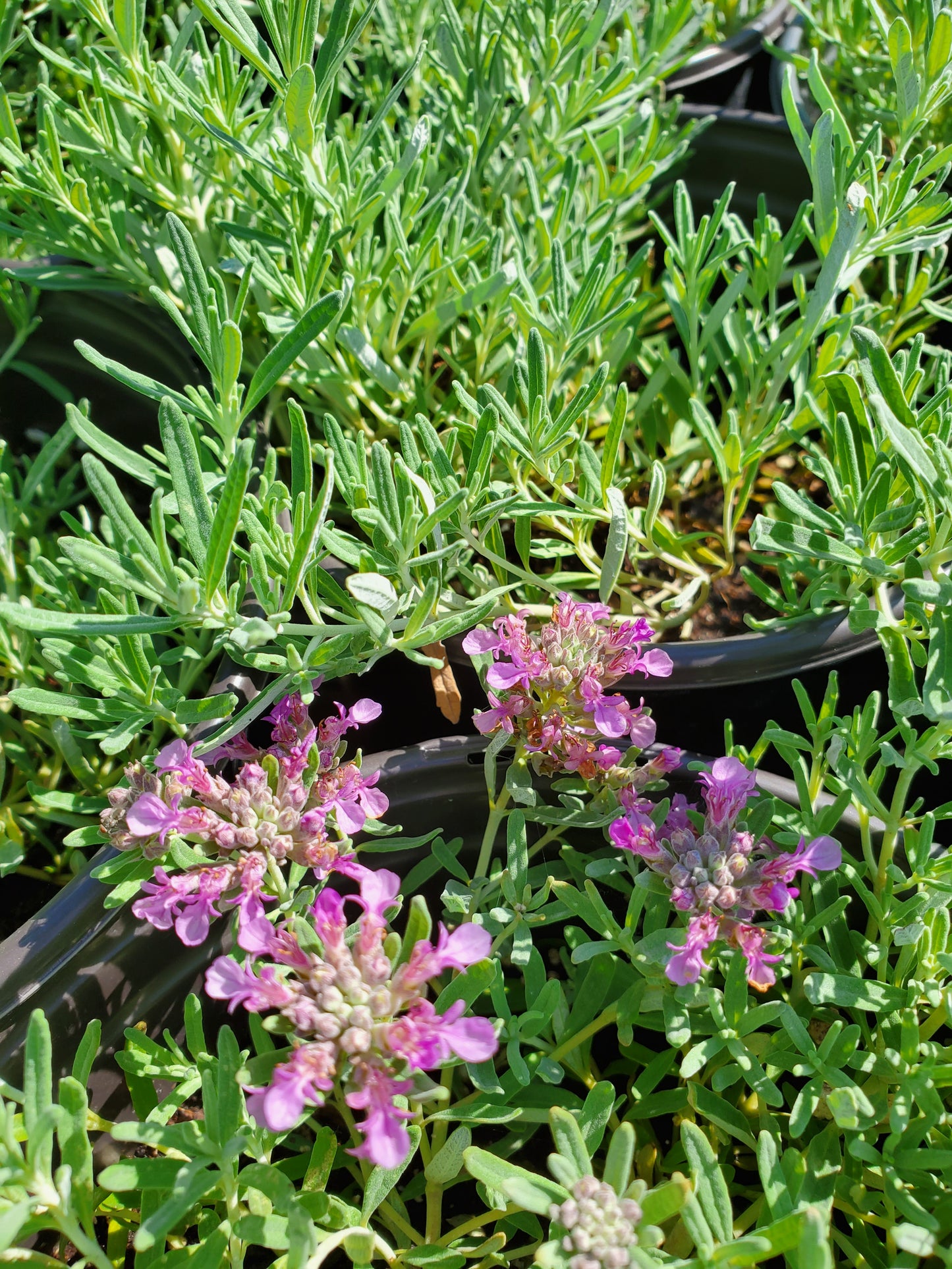 Teucrium aroanium --Creeping Germander--