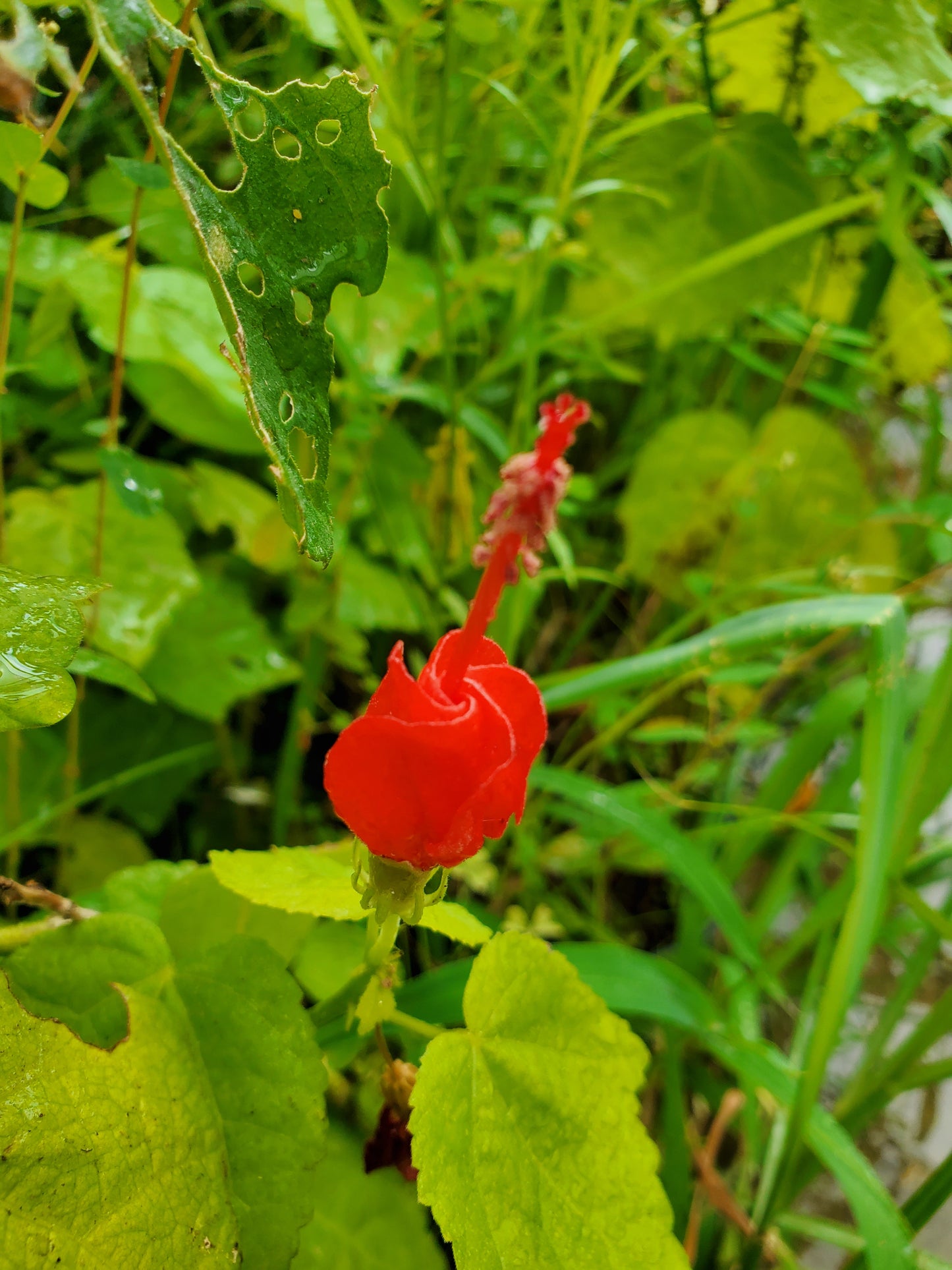 Malvaviscus arboreus var. drummondii --Red Turk's Cap--