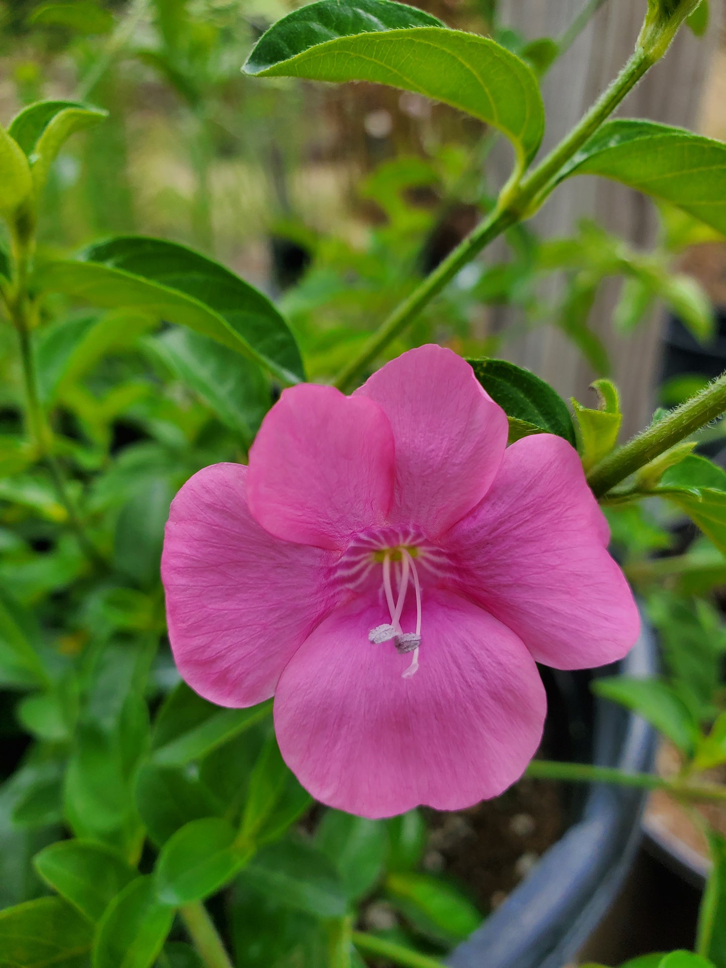 Barleria obtusa --Bush Violet--