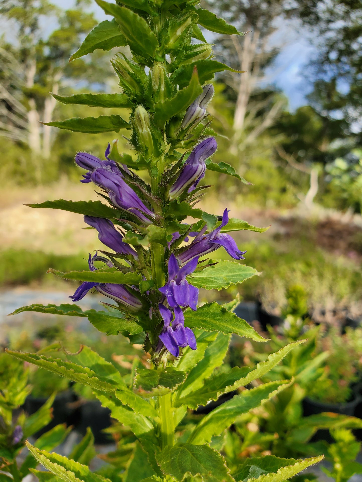 Lobelia siphilitica --Great Blue Cardinal Flower--