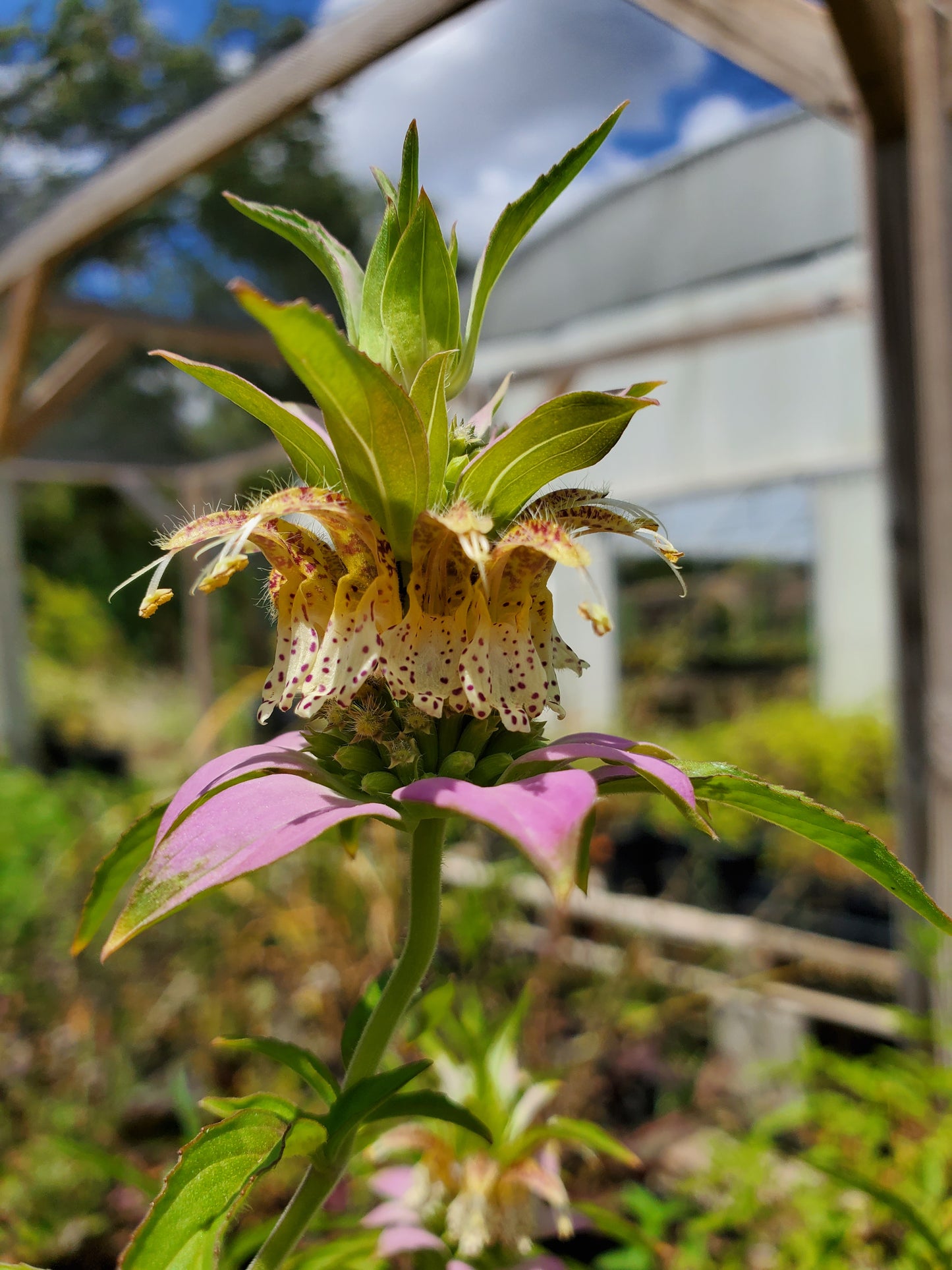 Monarda punctata --Spotted Bee Balm--