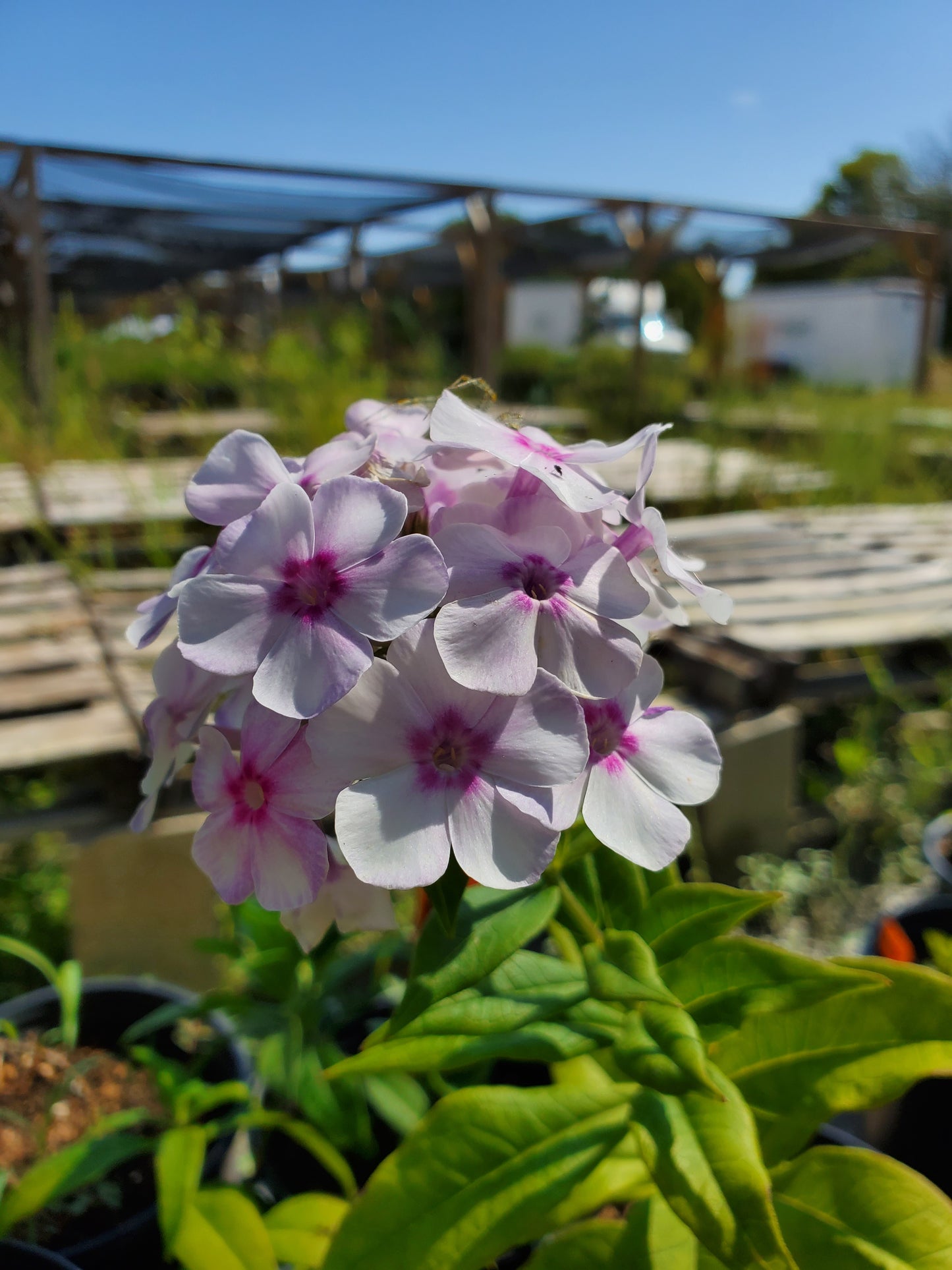 Phlox paniculata --John Fanick Phlox--