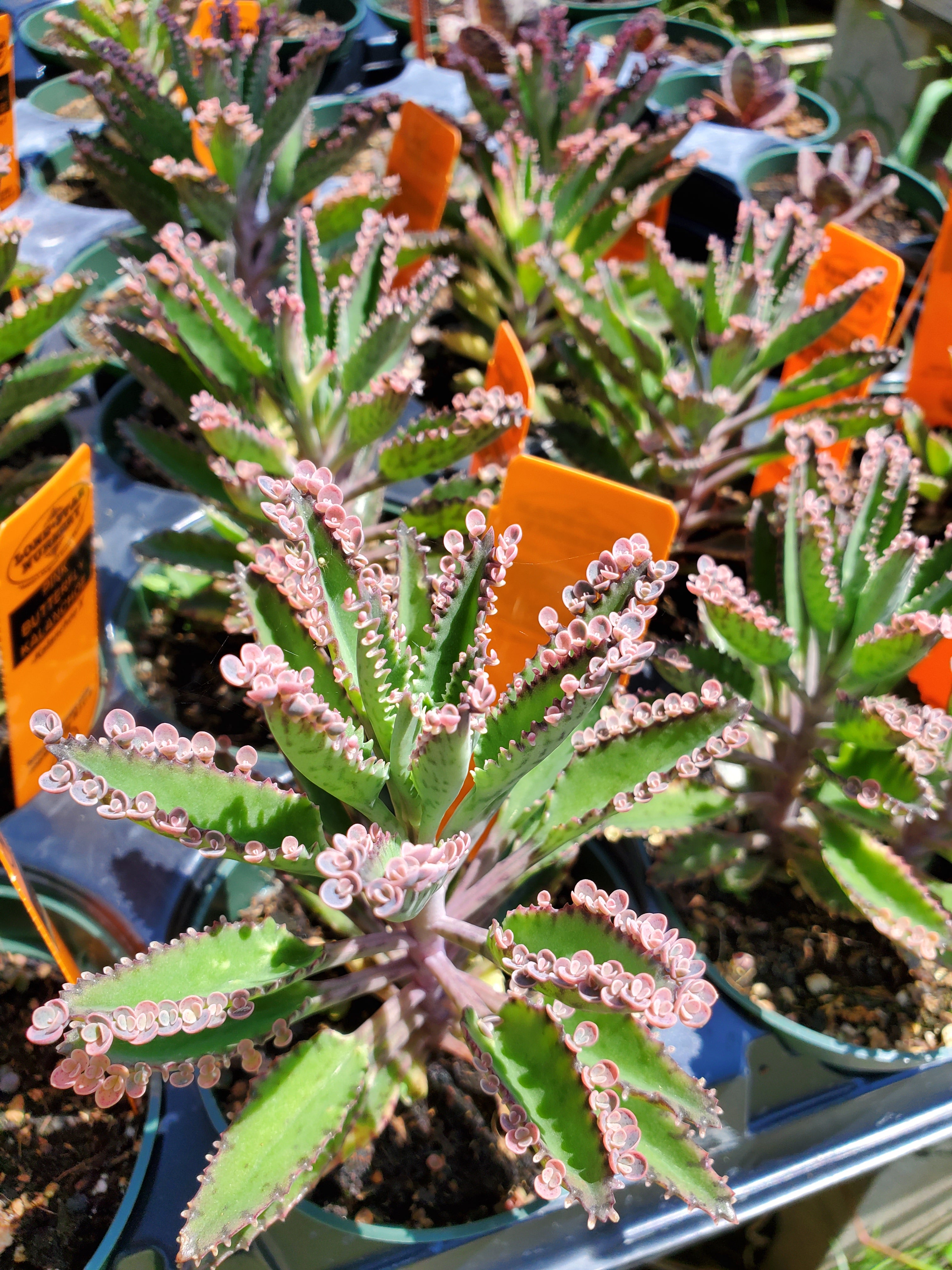 succulent butterfly plant Kalanchoe 'Pink Butterflies'
