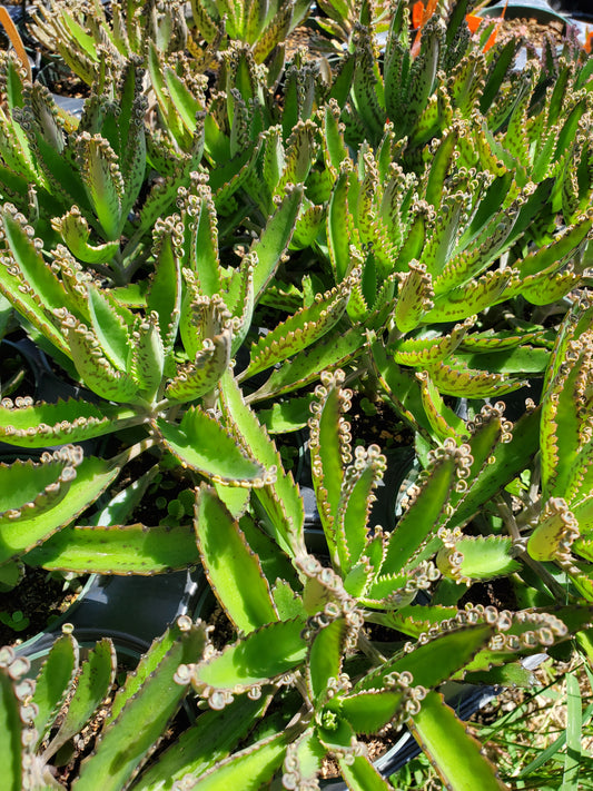 Kalanchoe delagoensis --Mother of Millions--