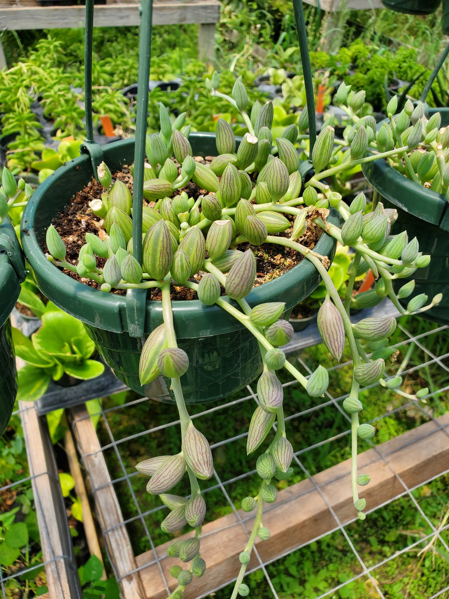 Senecio herreianus --String of Watermelons--