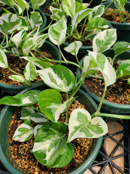 Epipremnum aureum --N' Joy Pothos--