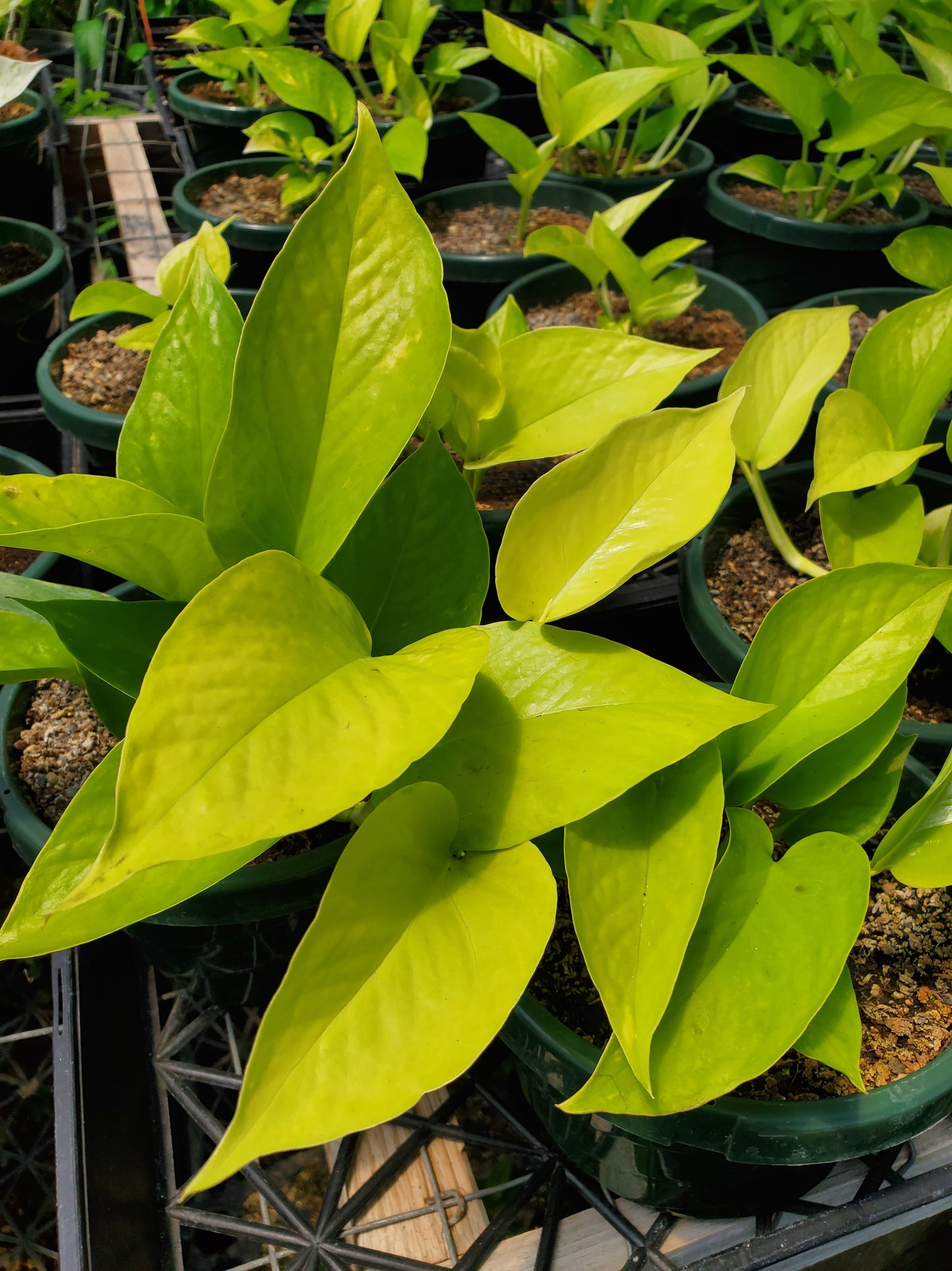 Epipremnum aureum --Neon Pothos--