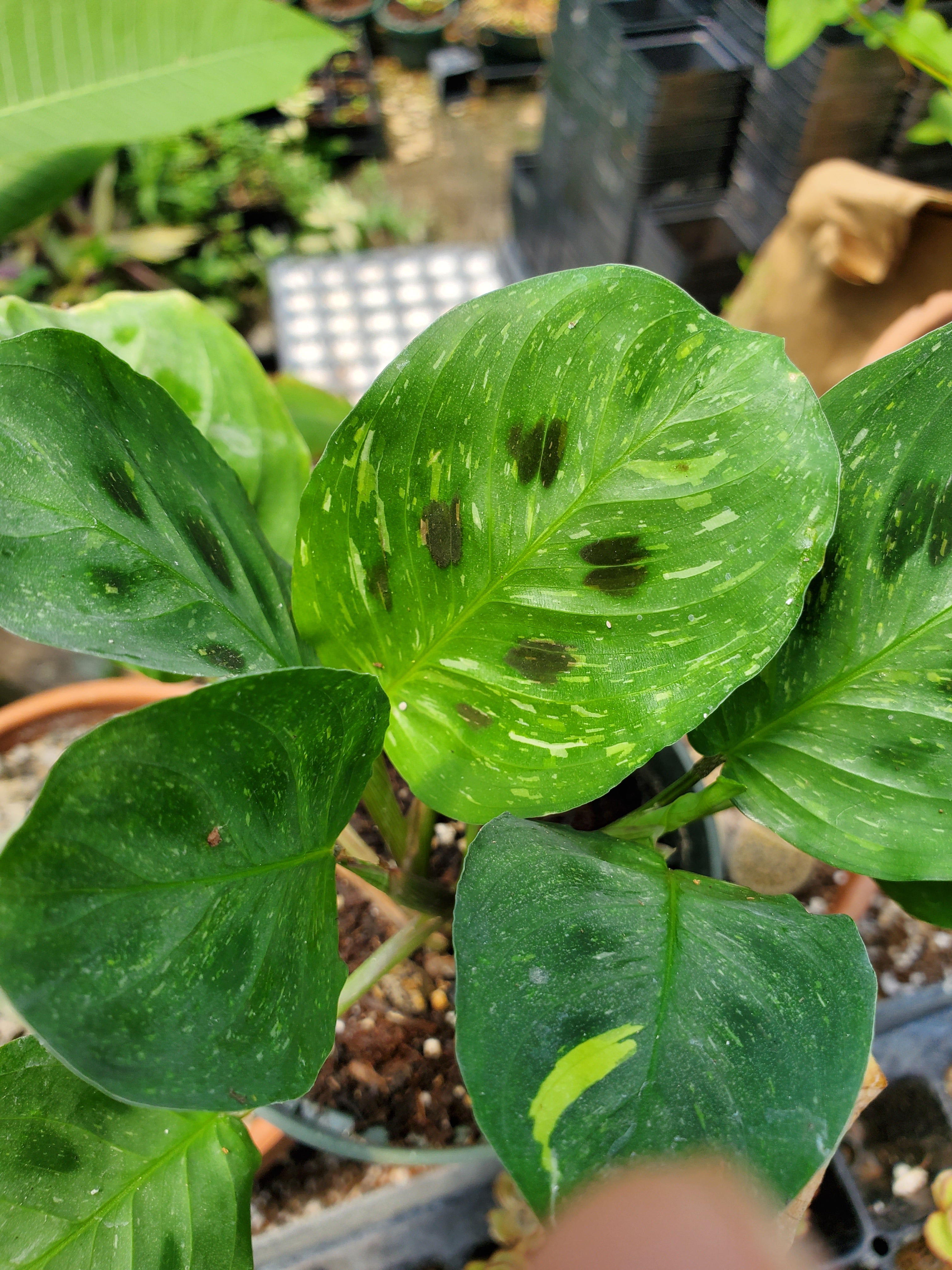 variegated prayer plant Maranta leuconeura 'Variegata' --Variegated Prayer Pla