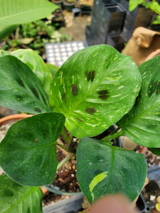 Maranta leuconeura 'Variegata' --Variegated Prayer Plant--