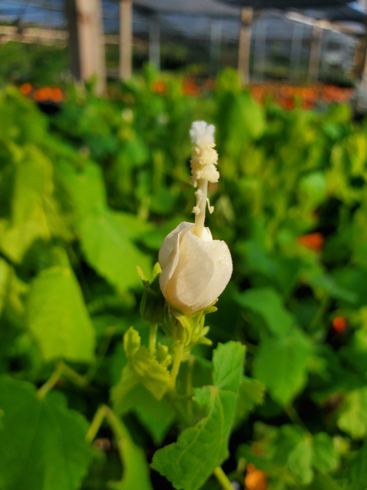 Malvaviscus arboreus var. drummondii --White Turk's Cap--