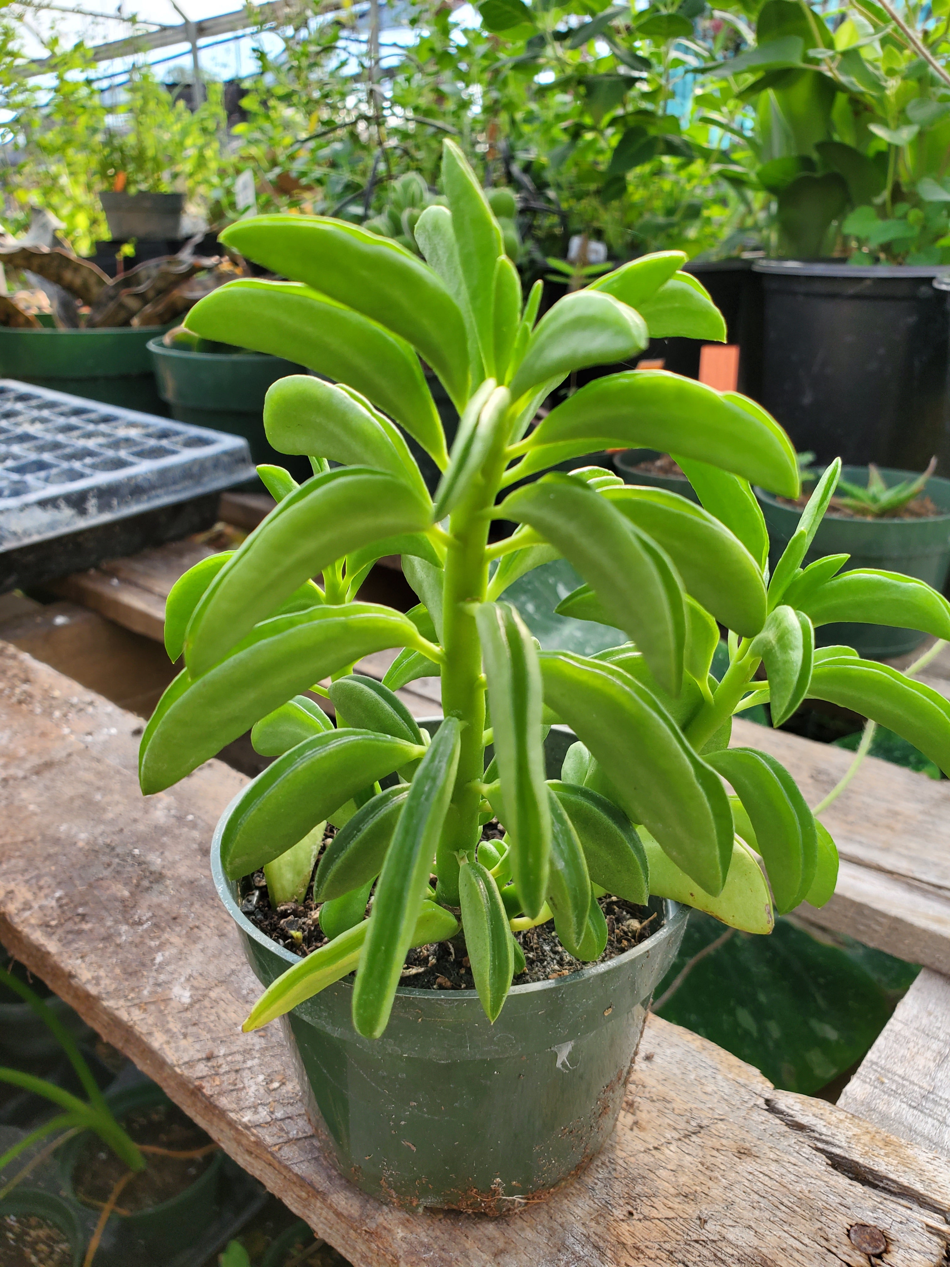 prayer pepper plant Peperomia dolabriformis --Prayer Peperomia--