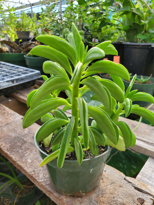 Peperomia dolabriformis --Prayer Peperomia--