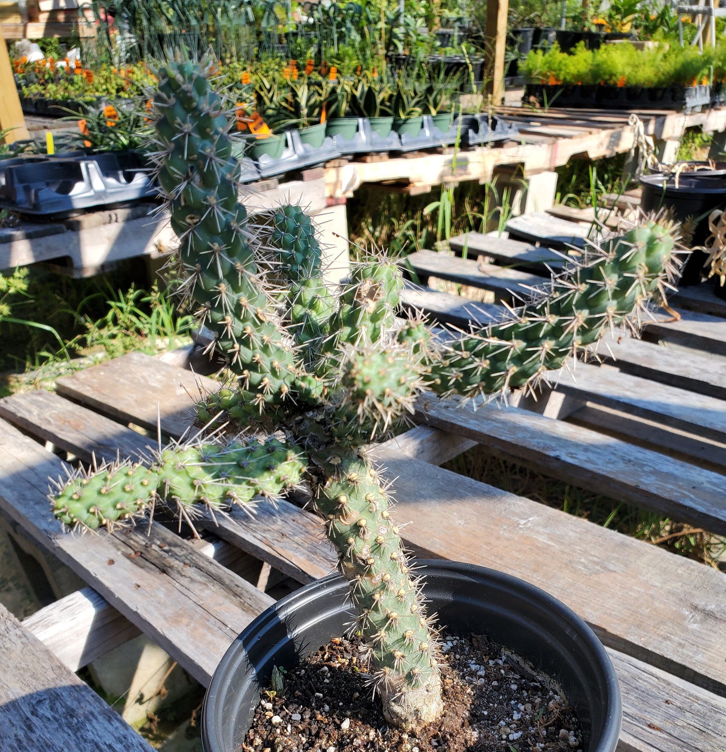 Grusonia pulchella --Dwarf Cholla--