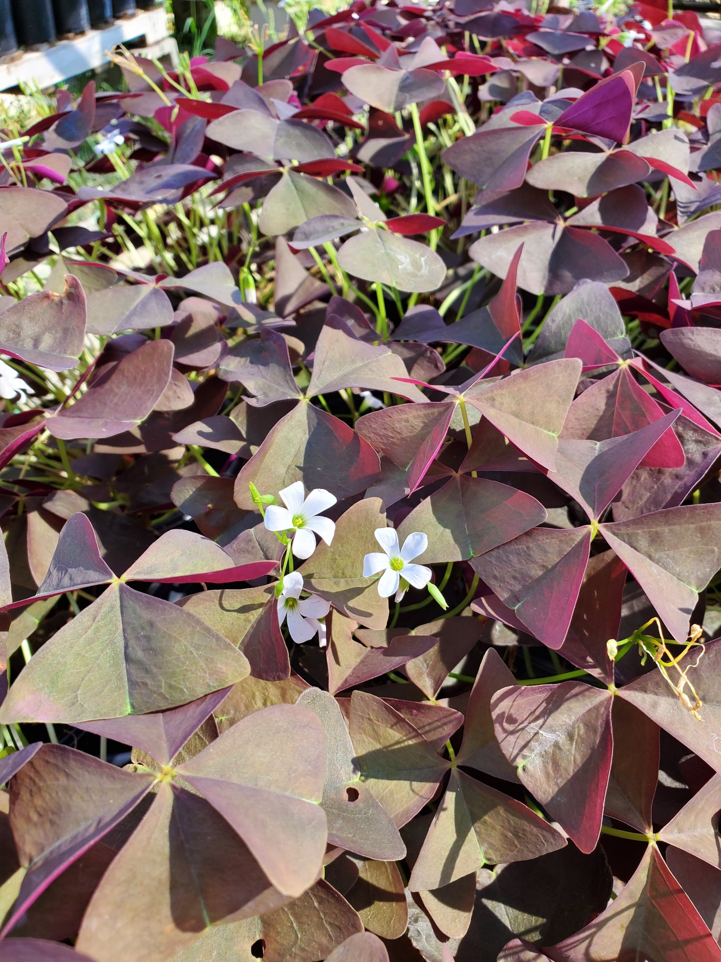 Oxalis triangularis 'Black Beauty'