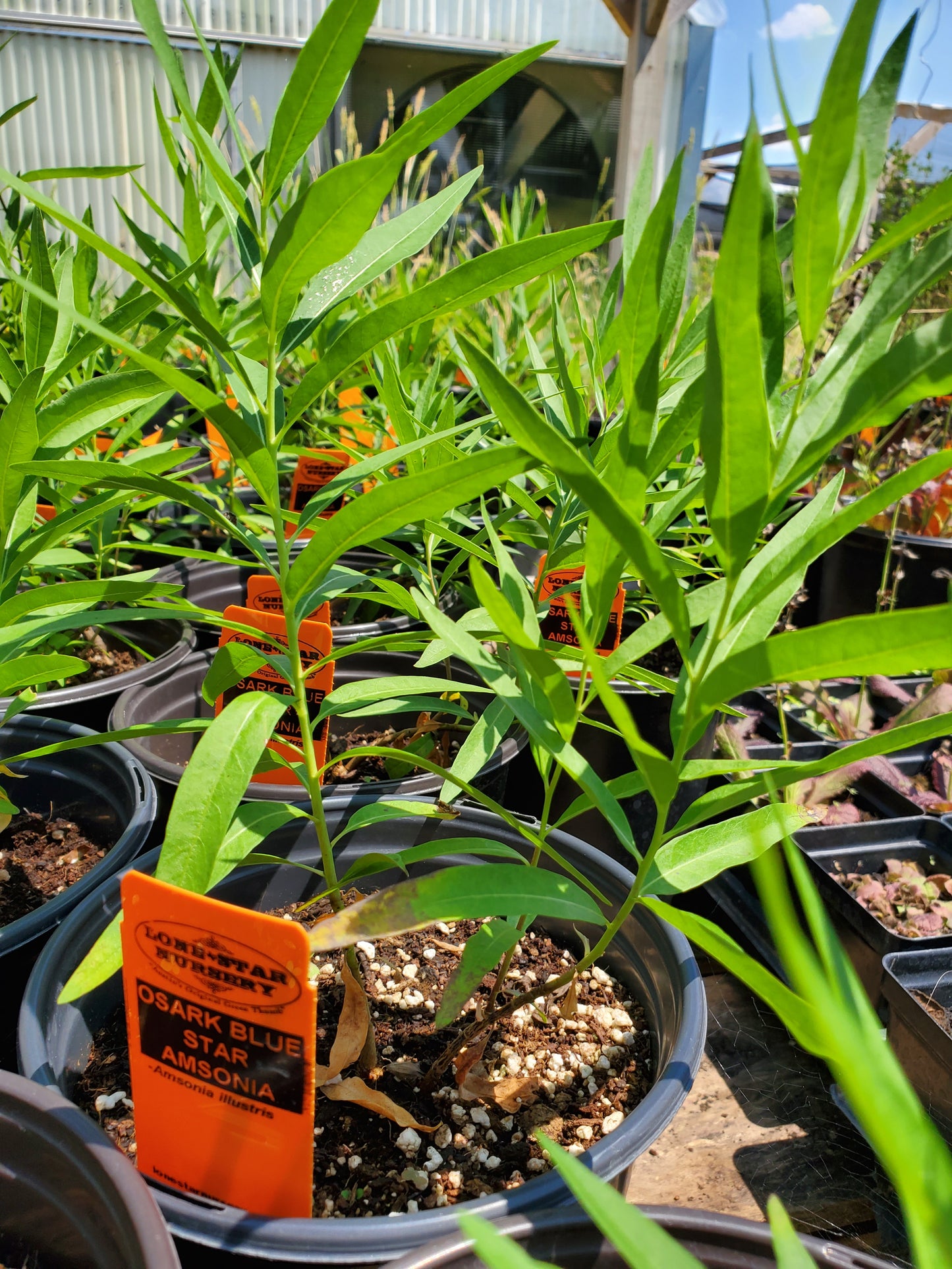 Amsonia illustris --Ozark Blue Star--