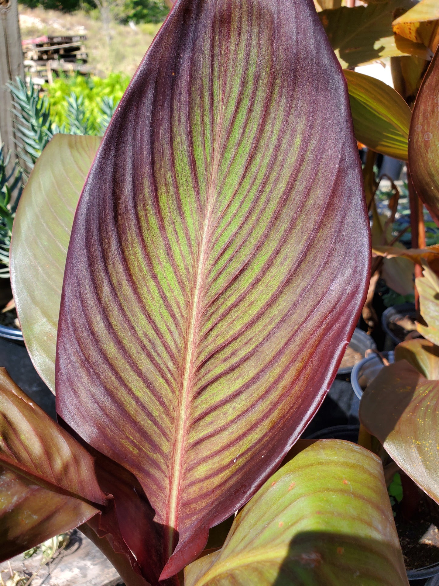 Canna x generalis 'Sangria'