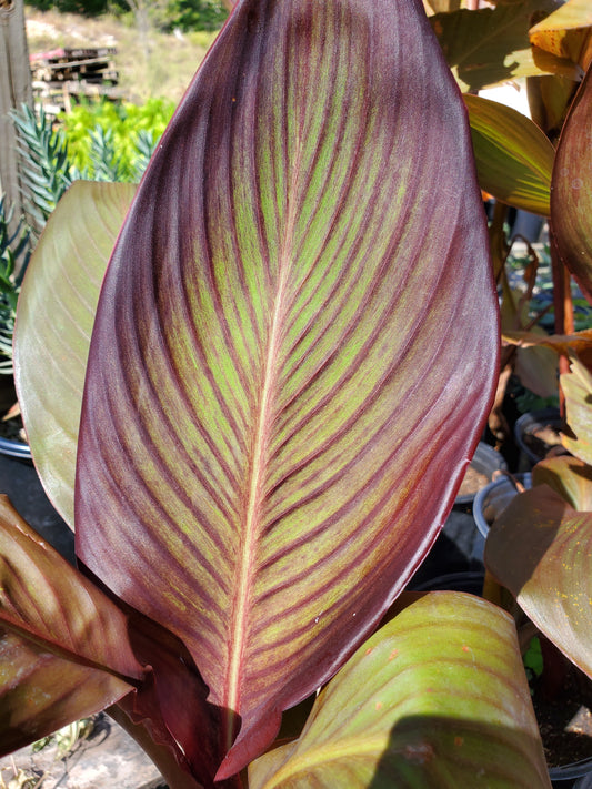 Canna x generalis 'Sangria'