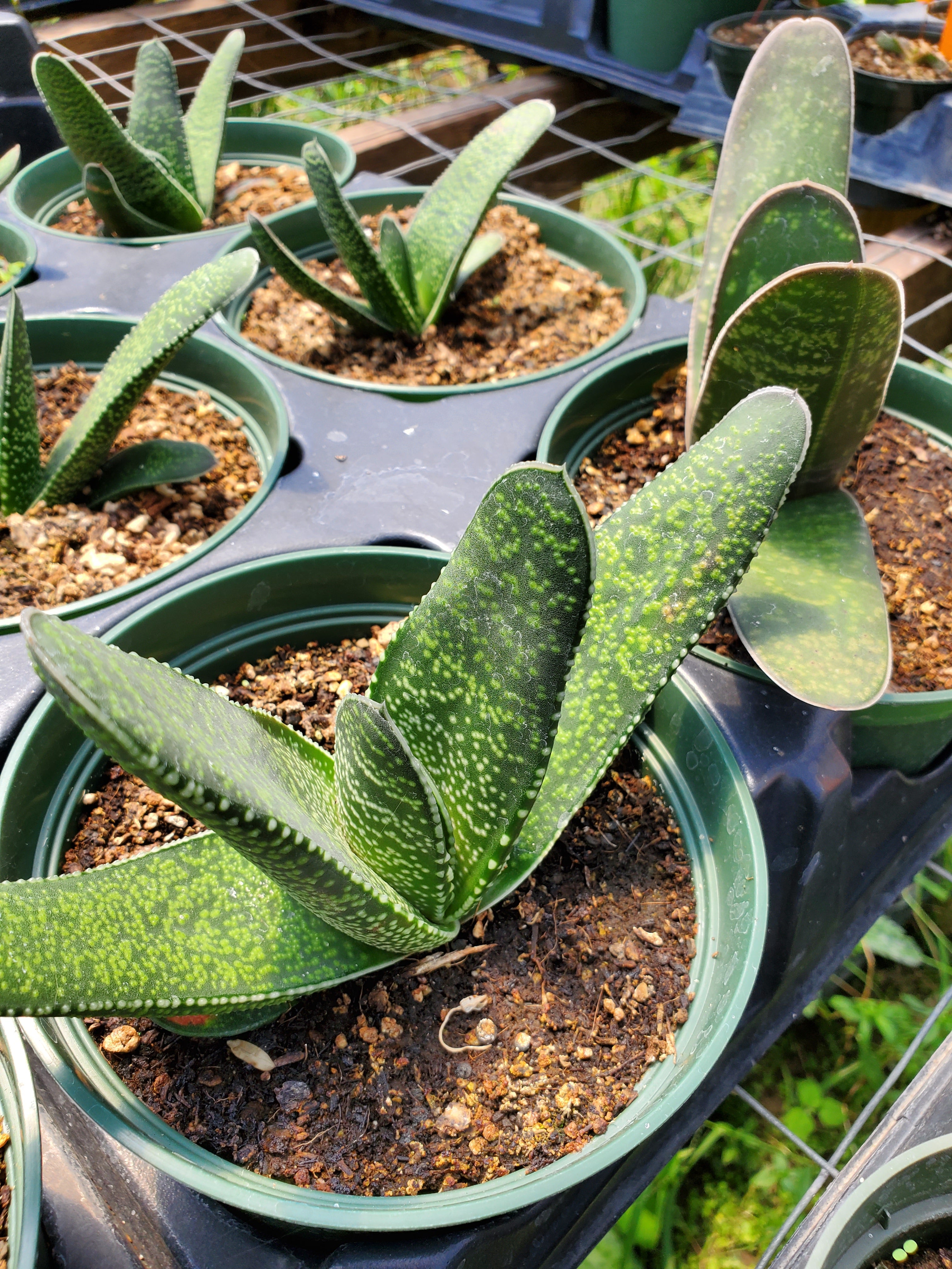 gasteria succulent Gasteria acinacifolia --Dune Gasteria--