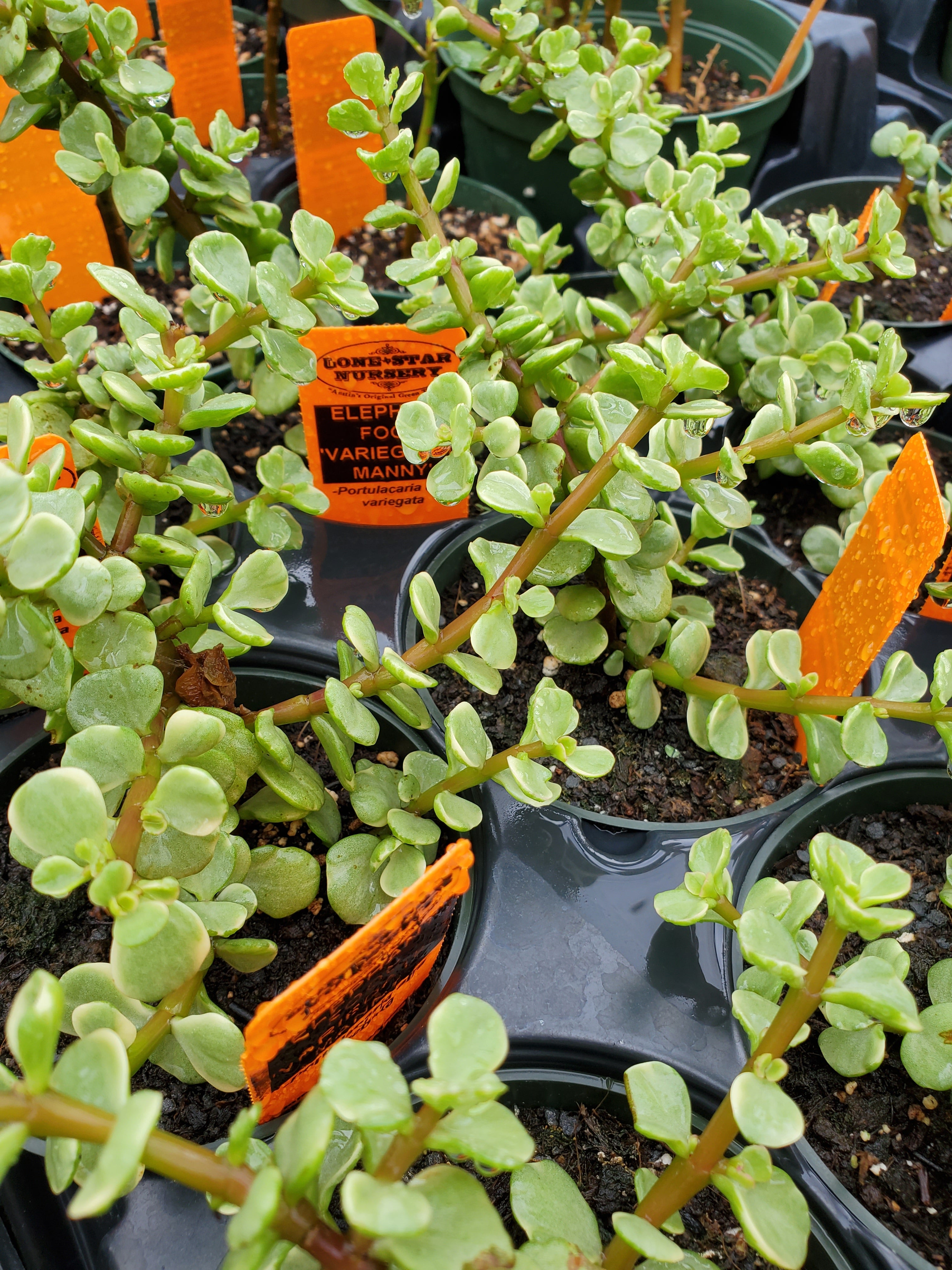 portulacaria succulent Portulacaria afra 'Variegata' --Variegated Manny Eleph