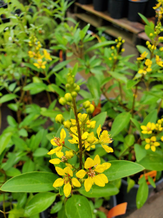 Galphimia glauca --Golden Showers Thryallis--