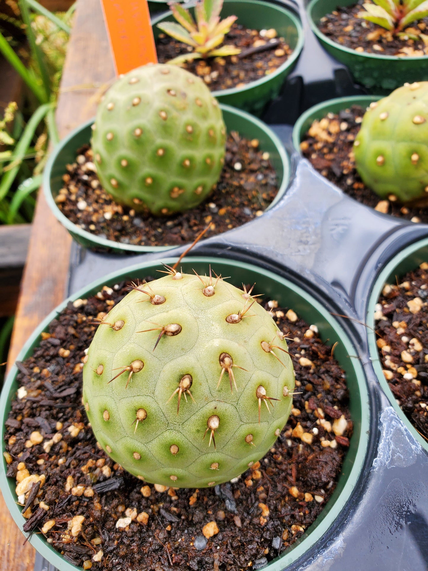 Tephrocactus geometricus --Geometric Cactus--