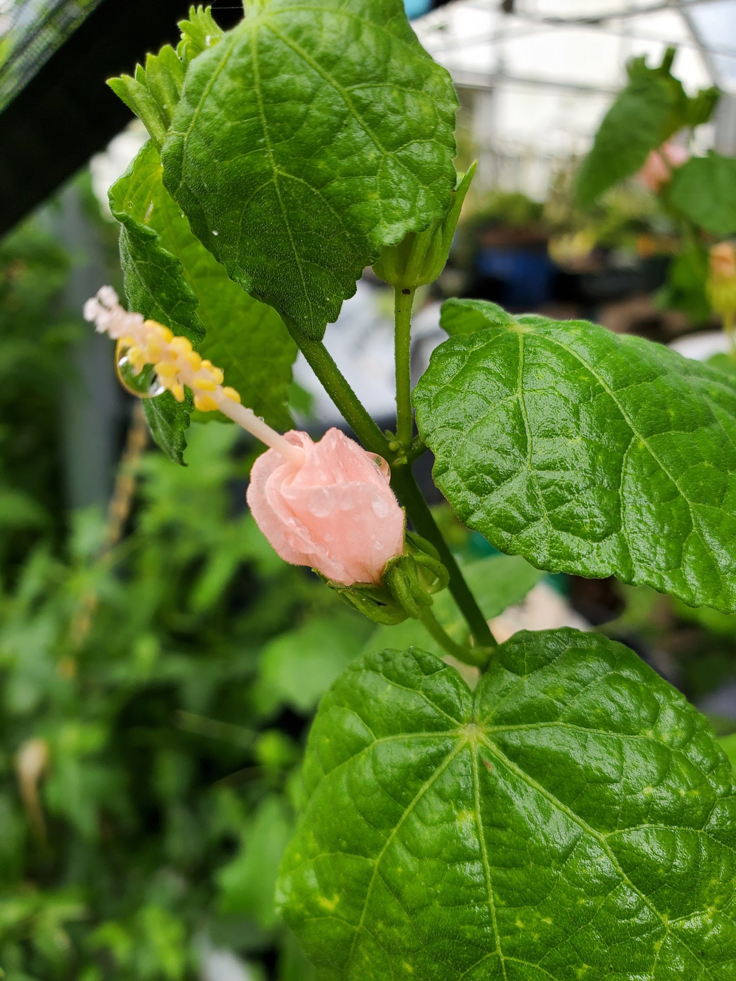 Malvaviscus 'Pam Puryear' --Pink Turk's Cap--