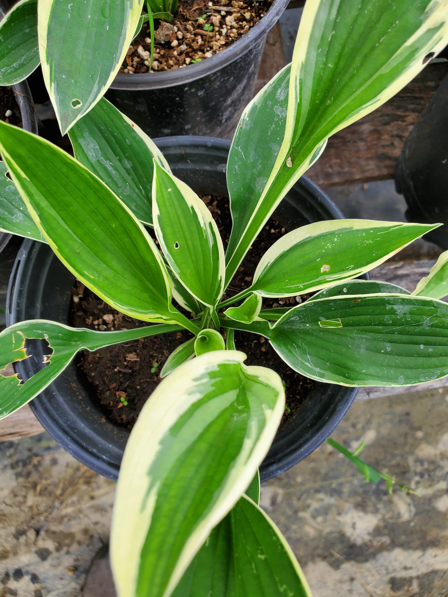 Hosta undulata 'Variegata'