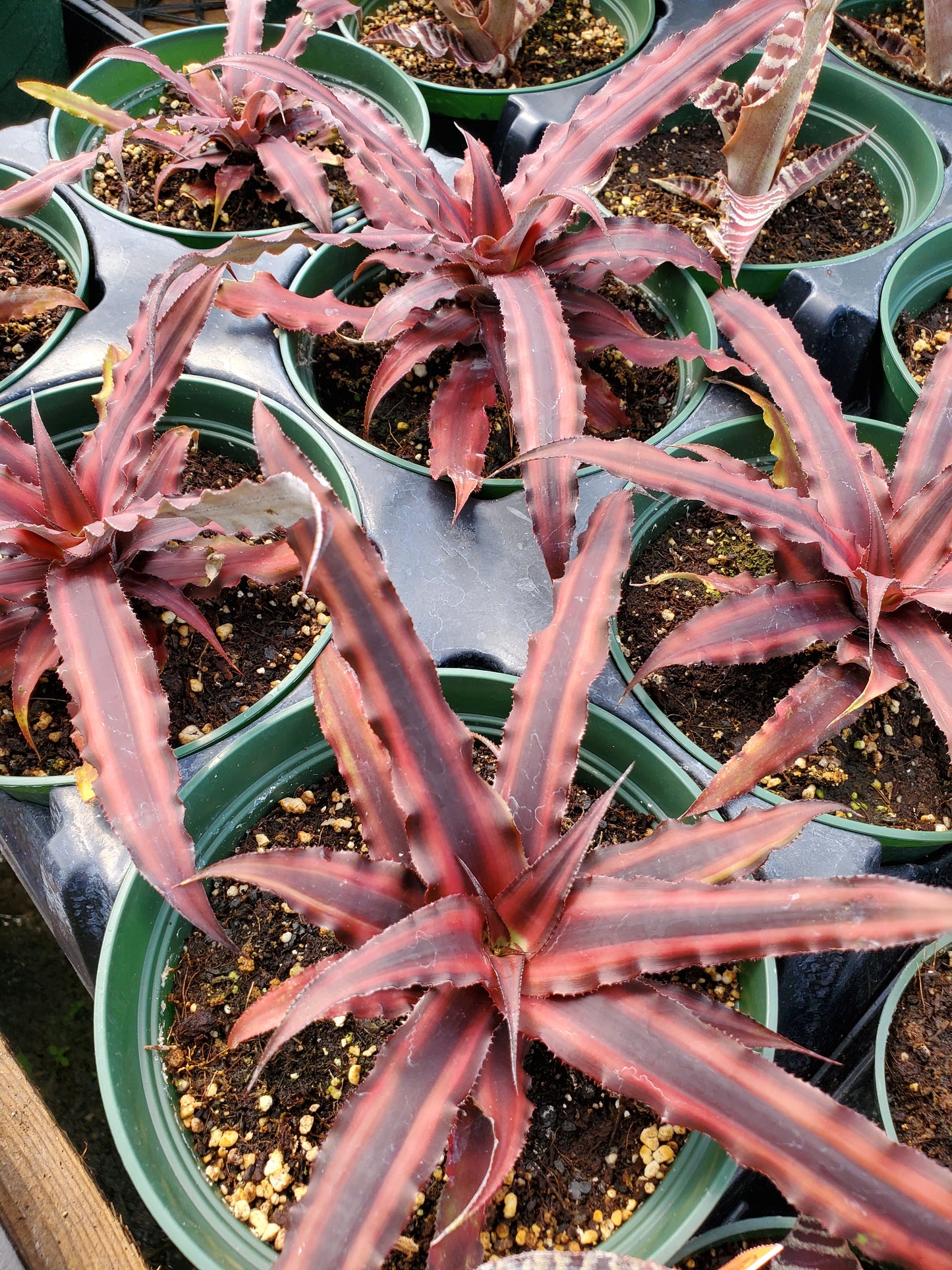 Cryptanthus bivittatus 'Ruby Star'