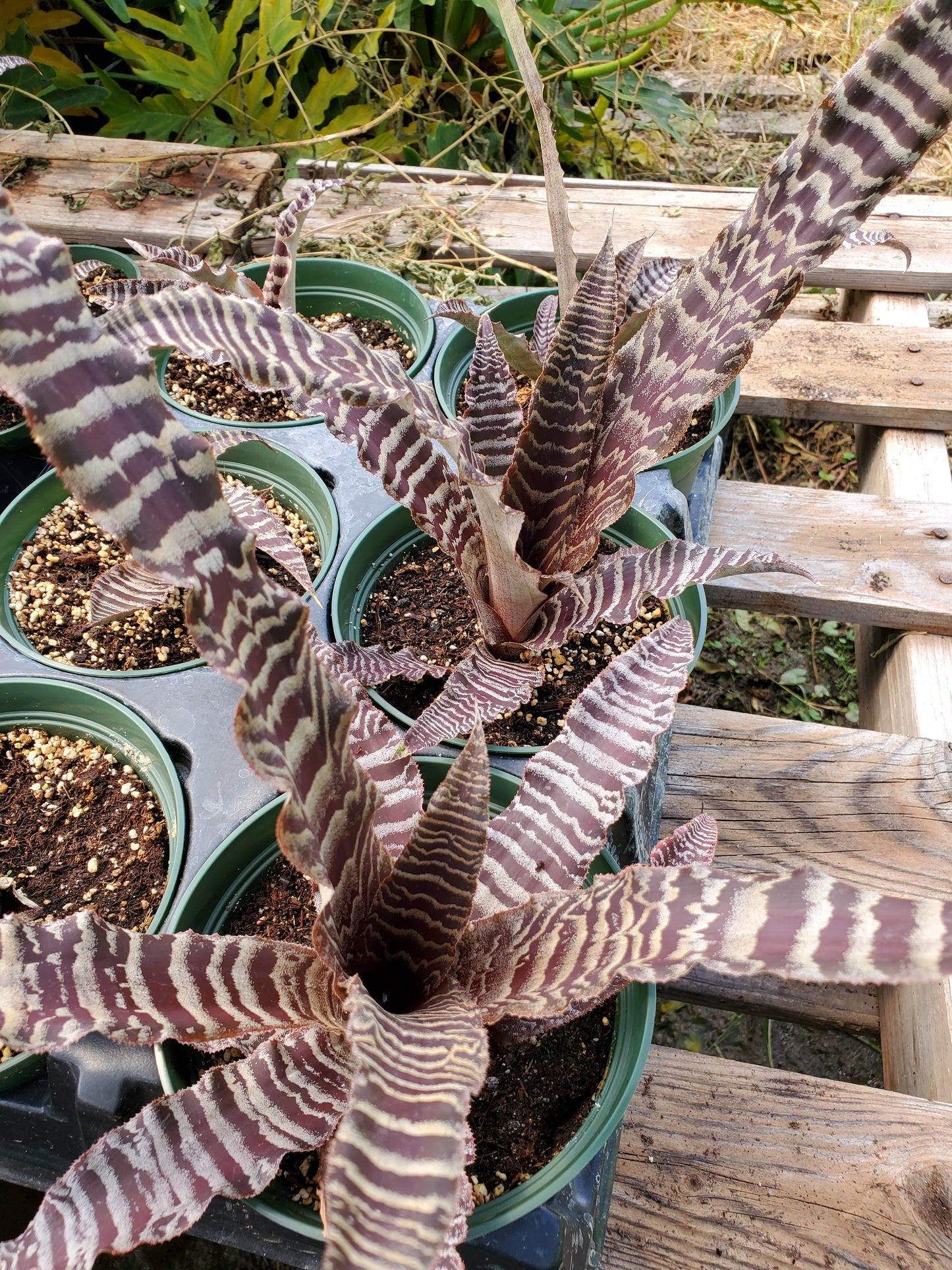 Cryptanthus 'Elaine'
