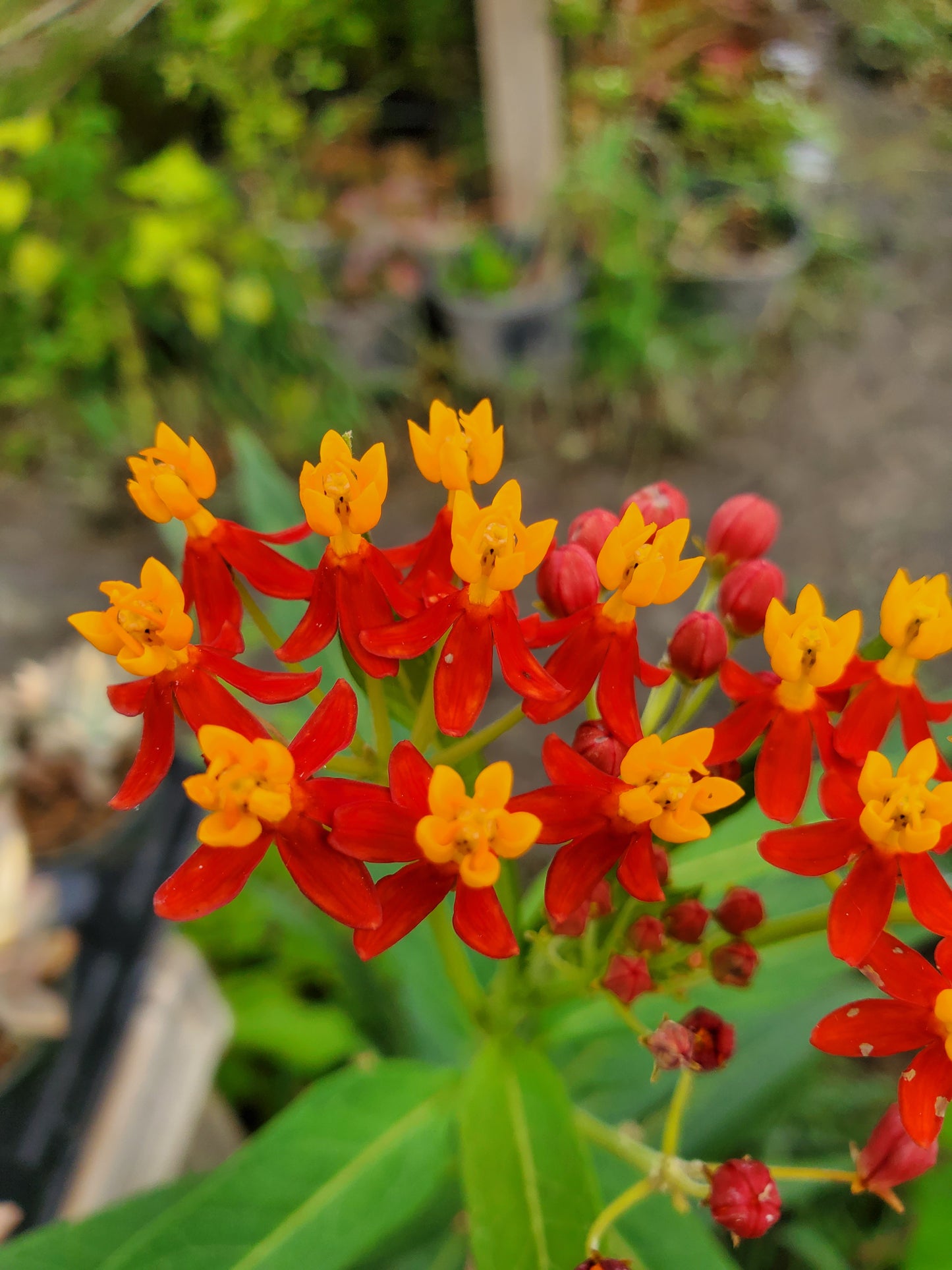 Asclepias curassavica --Tropical Milkweed--