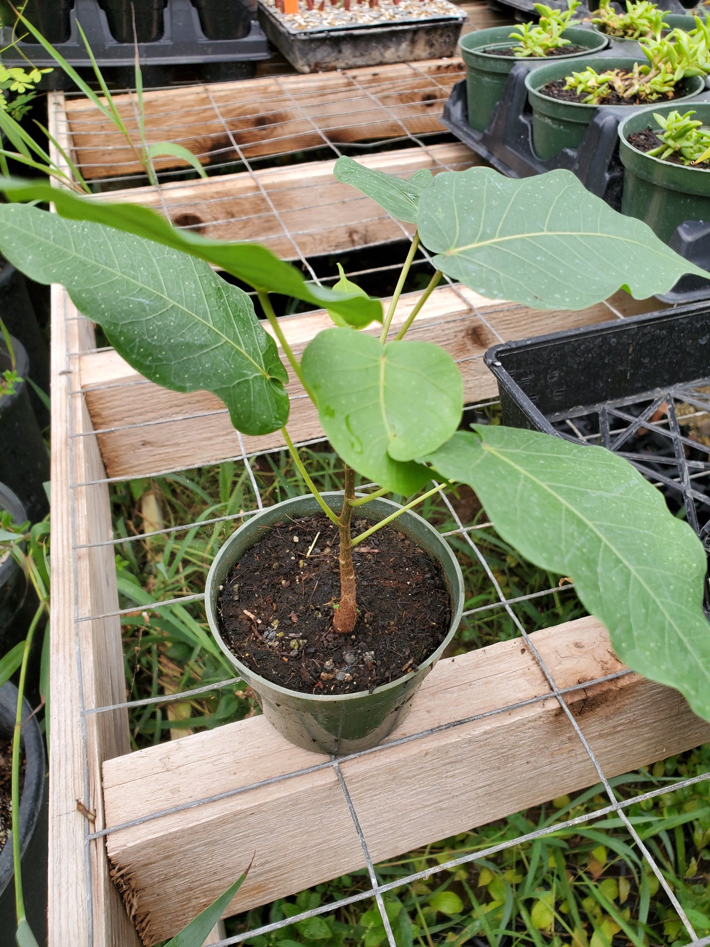 Ficus religiosa --Bodhi Tree--