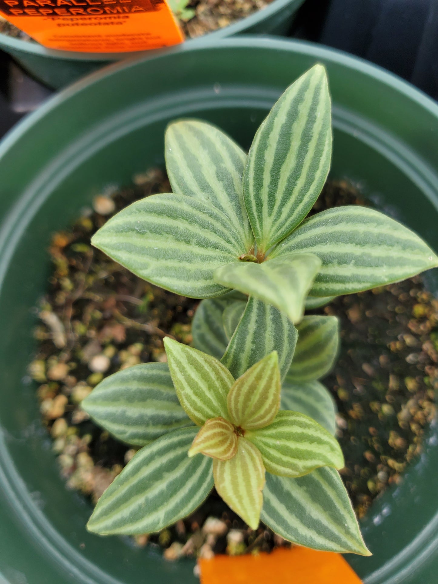 Peperomia puteolata --Parallel Peperomia--