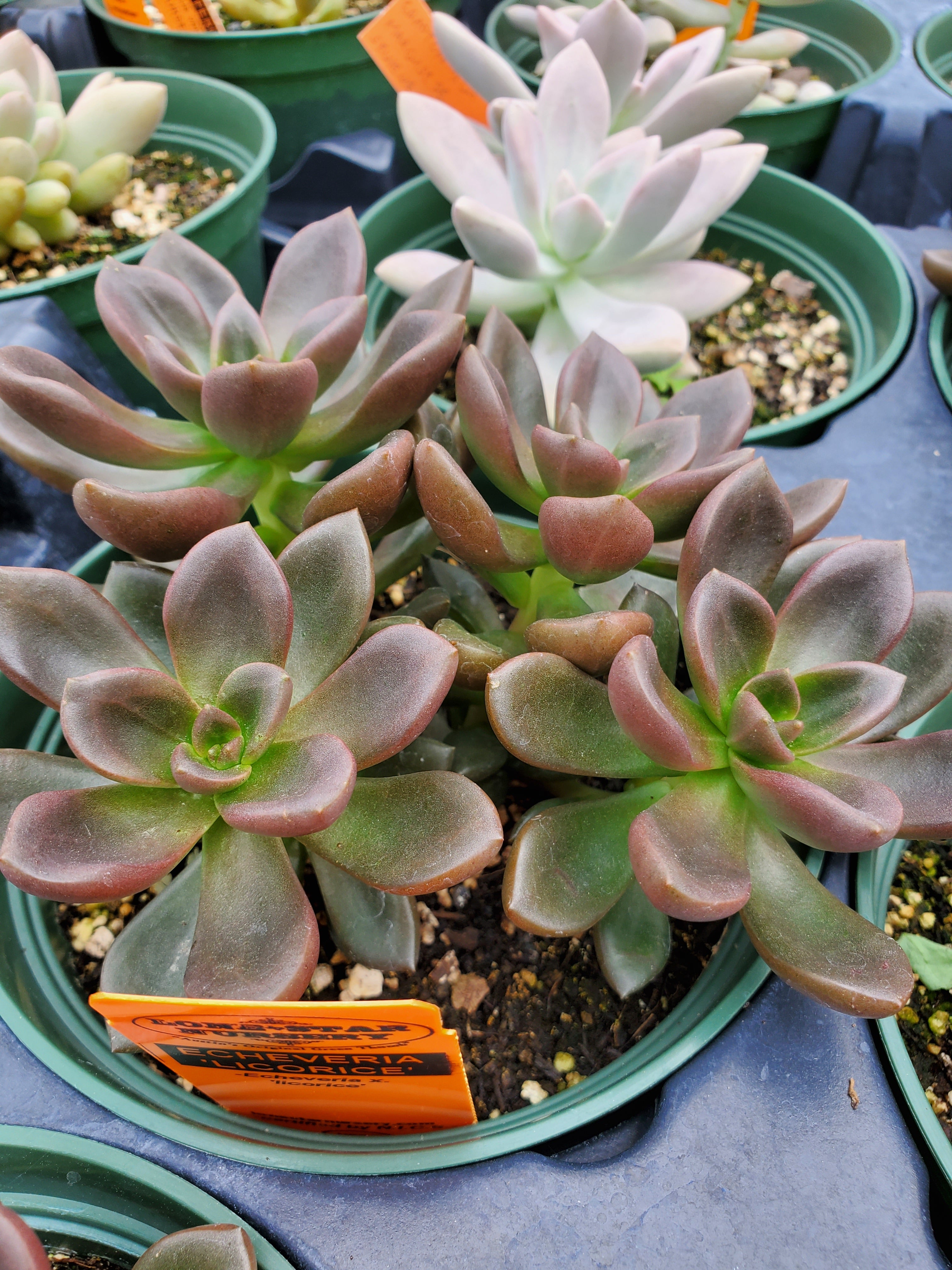 red licorice succulent Echeveria 'Licorice'
