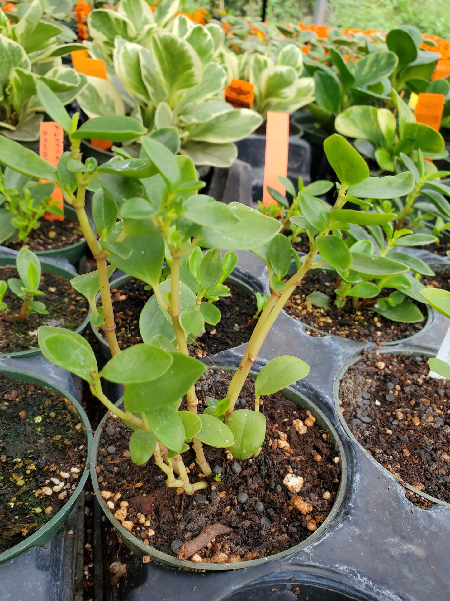Peperomia 'Bamboo Stalks'