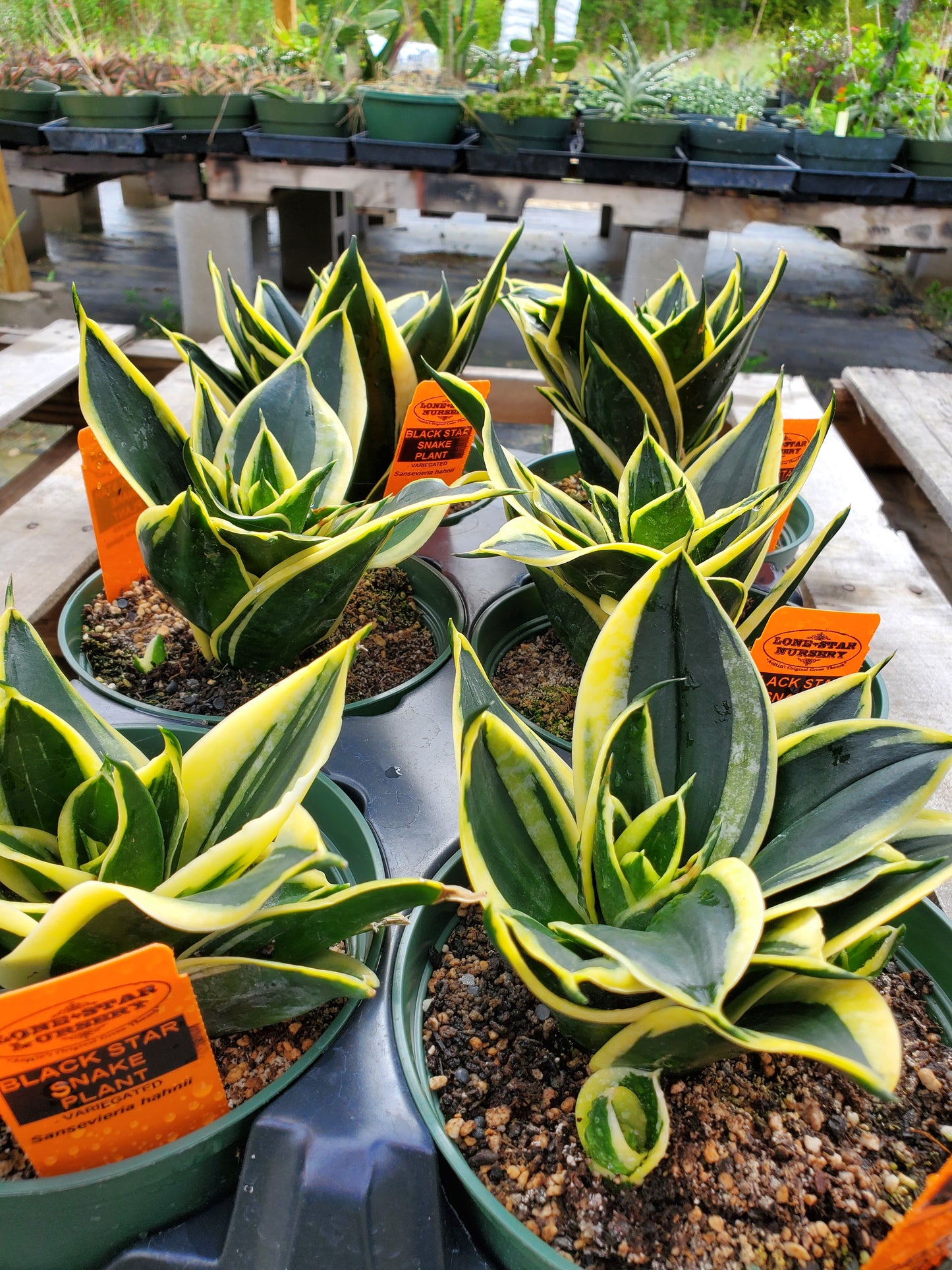 Sansevieria hahnii --Variegated Black Star Snake Plant--