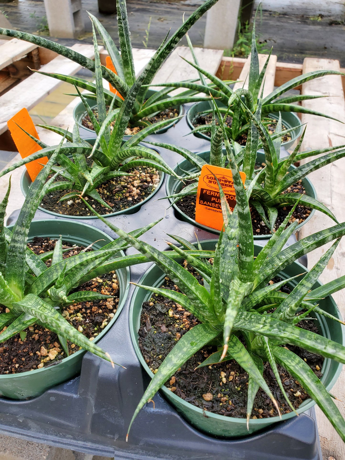 Sansevieria --Fernwood Punk Snake Plant--